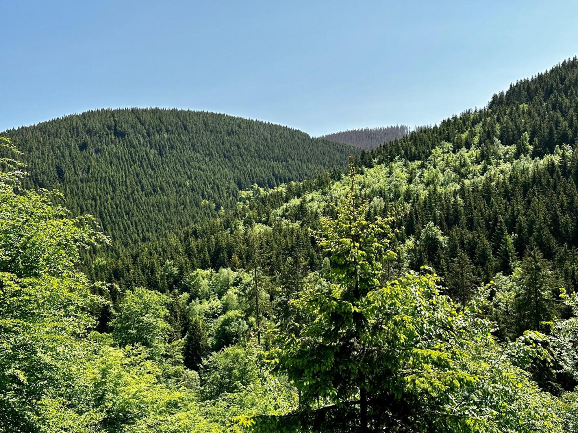 Ferienwohnung Waldgaenger Hahnenklee Goslar Kültér fotó